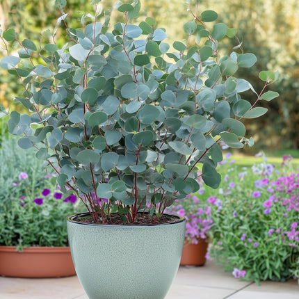 Eukalyptusbaum Eucalyptus gunnii – 2 Pflanzen – Winterhart – Terrassenpflanze – Grau – Ø17cm, Höhe ca. 40cm – Duftende & pflegeleichte Garten