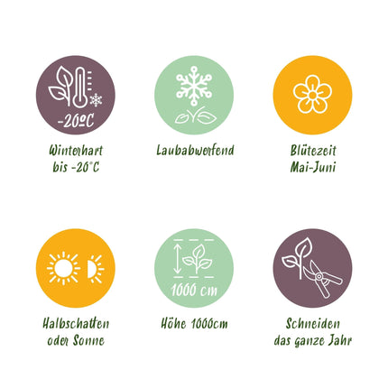 Selbstklimmender Mauerwein Parthenocissus Engelmannii – Kletterpflanze mit grünen & roten Blättern – 2 Pflanzen – 11 cm x H40 cm – Pflegeleicht