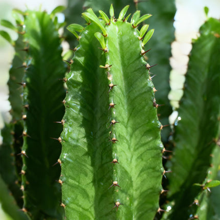 Wolfsmilchkaktus Euphorbia Eritrea – Afrikanischer Milchbaum – 70cm – 19cm – Pflegeleichte Sukkulente mit markanten Stängeln – Robuste Zimmerpflanze