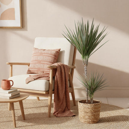 Dracaena Marginata Bicolor – 90-100cm 21cm – Pflegeleichter Drachenbaum in Grün – Braun mit zweifarbigen Blättern für modernes Interieur