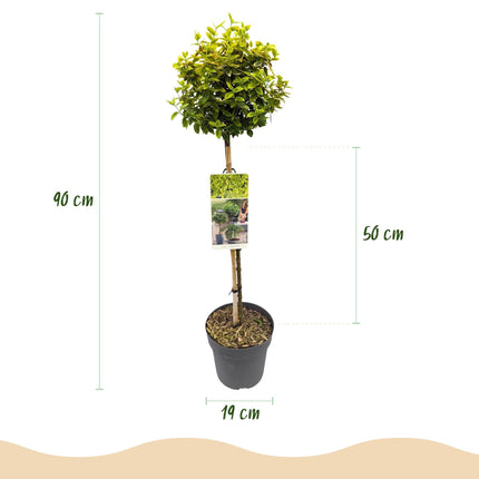 Euonymus fortunei 'Emerald 'n Gold' – Immergrüne Stamm-Pflanze – grün-goldenes Laub – pflegeleicht & kompakt – Terrassen- & Gartenpflanze – Ø19cm – Höhe ca. 90cm