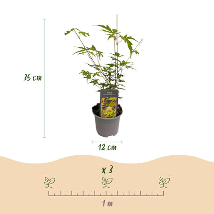 Acer palmatum Sangokaku – 3 Pflanzen – 12cm – Höhe ca. 35cm – Laubabwerfender Japanischer Ahorn mit grünem Sommerlaub & orangegelber Herbstfärbung