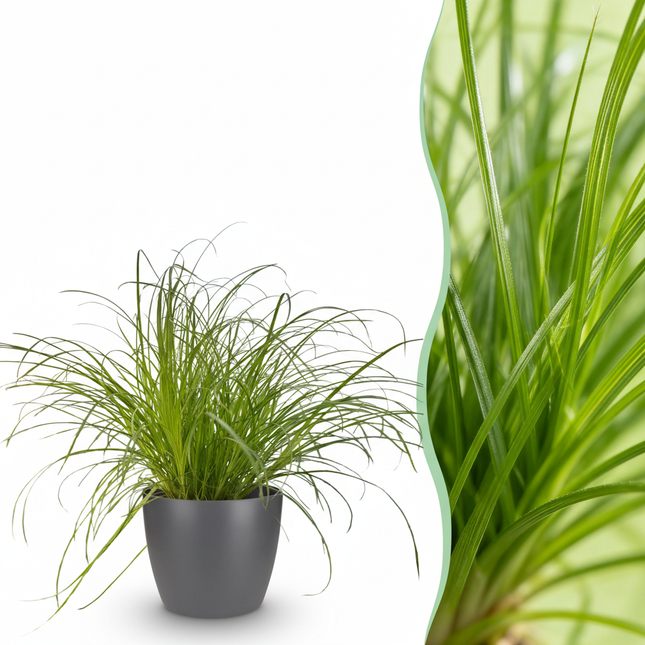 Cyperus Alternifolius Zumula Katzengras – Zimmerpflanze im grauen Topf Ø12cm Höhe20cm – Haustierfreundliche Grünpflanze – Pflegeleicht