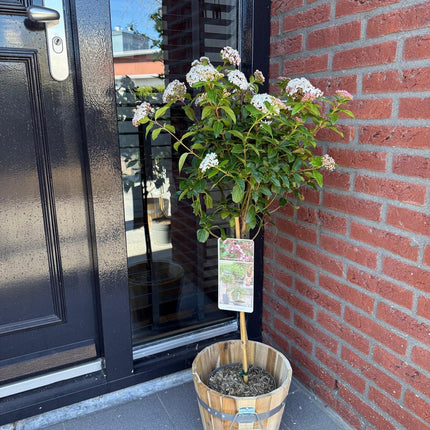 Viburnum tinus 'Eve Price' – Immergrüne Stamm-Pflanze – Höhe ca. 90 cm – Ø19 cm – Winterblühender Schneeball – Pflegeleicht – Für Balkon, Terrasse & Garten