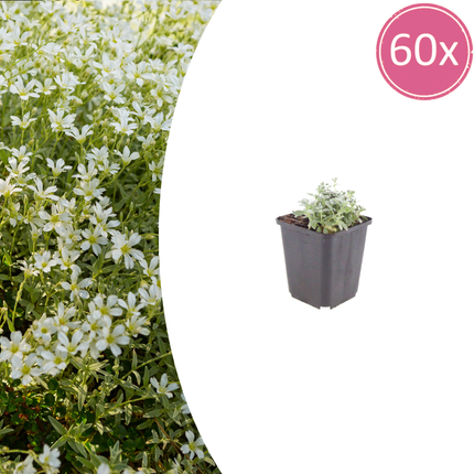 Filziges Hornkraut Cerastium tomentosum – 60 Pflanzen – 10-25cm – Ø9cm – Winterharte Bodendecker Staude mit weißen Blüten