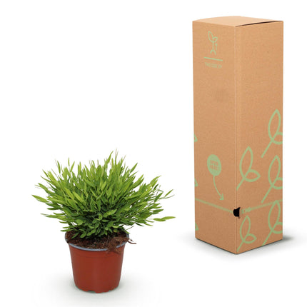 Bambus Pogonatherum Monica – 2 Pflanzen Set – Ø12cm Höhe 30-35cm – Bambusgras Zimmerpflanze mit feinem Blattwerk – Haustierfreundliche Grünpflanze
