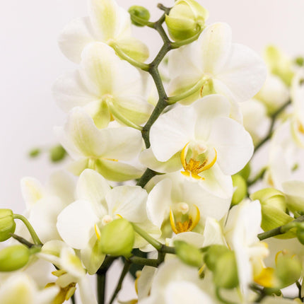 Weißes Pflanzenset im Baumwollkorb – 3 Orchideen Lausanne & 3 Grünpflanzen – Ø9cm – Mit autarkem Wassertank – Dekoratives Pflanzenarrangement