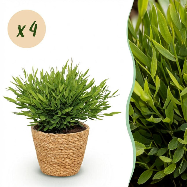 Bambus Pogonatherum Monica Zimmerpflanze 4er Set inkl. Naturkorb