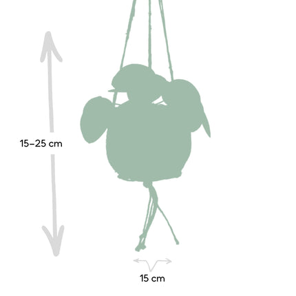 Kokodama Pilea Peperomioides – 20cm – Ø15cm – Nachhaltige Pfannkuchenpflanze im Kokodama – Kokostopf – Chinesische Geldpflanze
