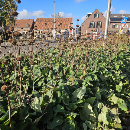 Phlomis russeliana – 48 Pflanzen – Winterharte Staude – Auffällige hellgelbe Quirlblüten – Bienen- & Schmetterlingsfreundlich – Pflegeleicht & trockenheitstolerant