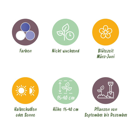 Blumenzwiebeln Bulb Garden Blue Mix – 125 Blumenzwiebeln – Verschiedene blaue Sorten – Blumenzwiebel Geschenkset in Geschenkverpackung – Für Beet, Balkon & Terrasse