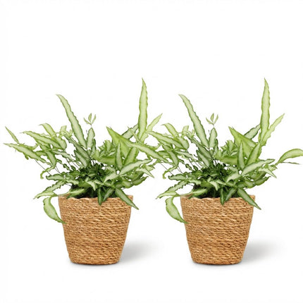 Pteris Cretica Albolineata Schwertfarn Zimmerpflanze 2er Set inkl. Naturkorb
