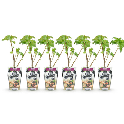 Schwarze Johannisbeerpflanzen Ribes nigrum Titania winterhart 6 Pflanzen Ø9cm Höhe 30cm – Vitaminreiche schwarze Johannisbeere für Garten & Balkon