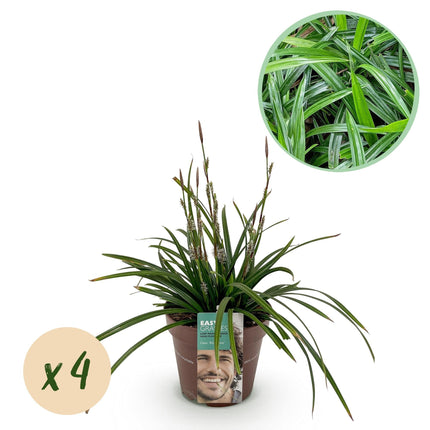 Japan – Segge Carex morrowii Irish Green – 4 Pflanzen 17cm – ca. 50cm hoch – Immergrünes Ziergras grün – gelb – pflegeleicht