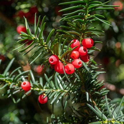 Europäische Eibe Taxus baccata – Immergrün – Heckenpflanze – 6 Pflanzen – 17 cm x H60 cm – pflegeleicht