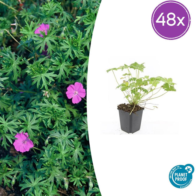 Geranium 'Tiny Monster' – 48 Pflanzen – ↕10-25cm – Ø9cm – Winterharte Staude mit rosa Blüten – Pflegeleicht & bienenfreundlich – Für Beete & Bodendecker