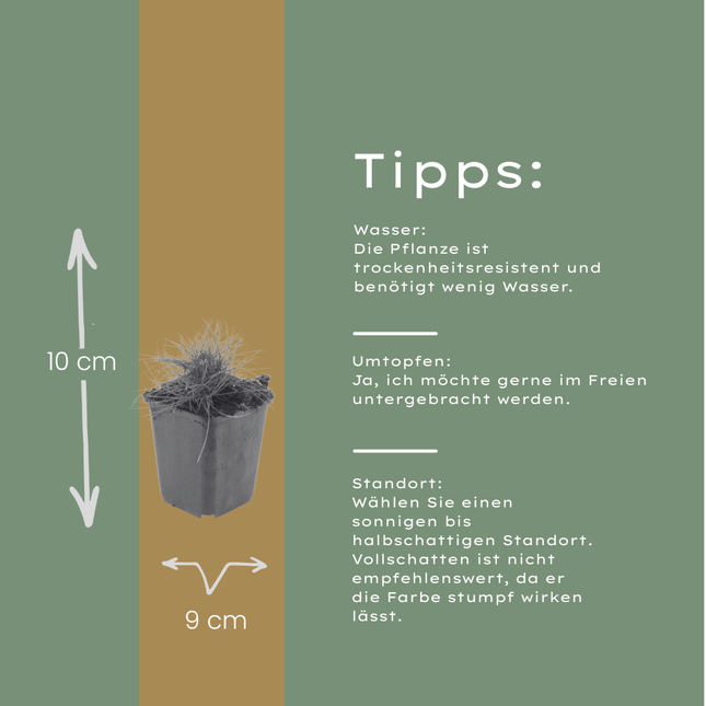 Festuca gautieri Zierschwingel – 24 Pflanzen – Ø9cm – Höhe 10-25cm – Immergrünes Ziergras