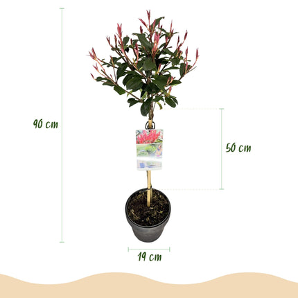 Glanzmispel Photinia fraseri Carré Rouge – 19cm Höhe ca.90cm – Immergrün & winterhart – Grün – rotes Laub – Ziergehölz