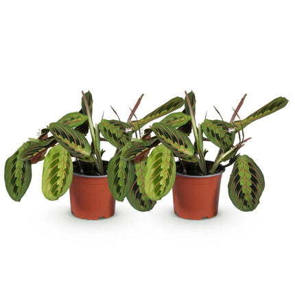 Maranta Fascinator Tricolour Gebetspflanze Pfeilwurz – Grün mit roten Adern – 2 Pflanzen im Set – Topf 12cm – Höhe 30-35cm
