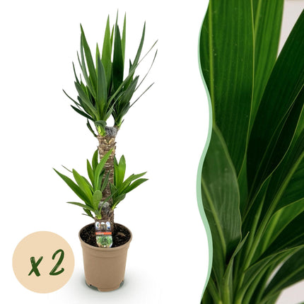 Yucca Elephantipes – 2 Pflanzen – 75cm – 17cm – Pflegeleichte Palmlilie mit schmalen Blättern – Luftreinigend