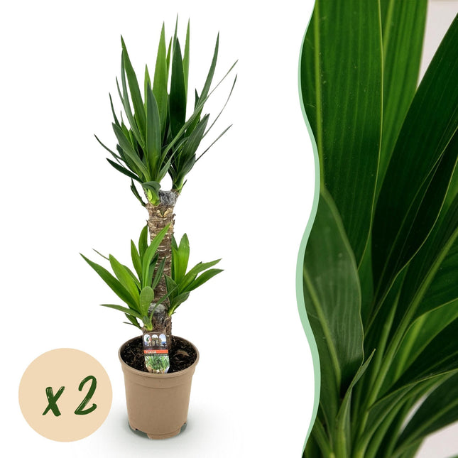 Yucca Elephantipes – 2 Pflanzen – 75cm – 17cm – Pflegeleichte Palmlilie mit schmalen Blättern – Luftreinigend
