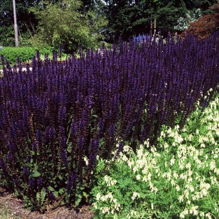 Salvia nemorosa 'Mainacht' – 48 Pflanzen – Blau blühende Staude – Sonniger Standort – Bienen- & Schmetterlingsfreundlich – Ø9cm – 10-25cm
