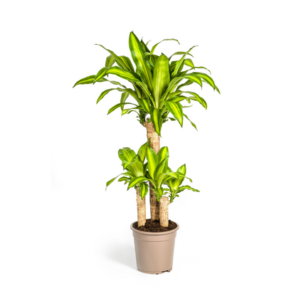 Drachenbaum – Dracaena Fragrans Massangeana – Zimmerpflanze – Tropisches Flair – Luftreinigend – Ø21cm – Höhe 90–110cm – Pflegeleicht