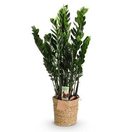 Zamioculcas – 80-90cm – 21cm inkl. Naturkorb – Pflegeleichte ZZ – Pflanze – Robust & luftreinigend – Grünpflanze für Wohnzimmer, Büro & Schlafzimmer