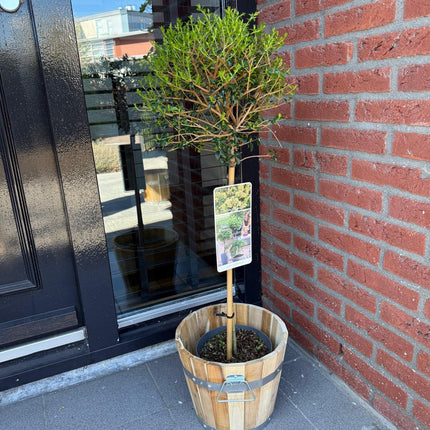 Ligustrum delavayanum Stamm-Pflanze – Immergrün – Pflegeleicht – Ø19 cm – Höhe ca. 90 cm – Sichtschutz & Stil für Terrasse & Balkon