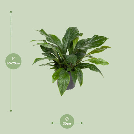 Flamingoblume – Anthurium Jungle Bush – Zimmerpflanze – Ø30 cm – ↕70 cm – Pflegeleicht – Leuchtendes Laub – Tropisches Flair