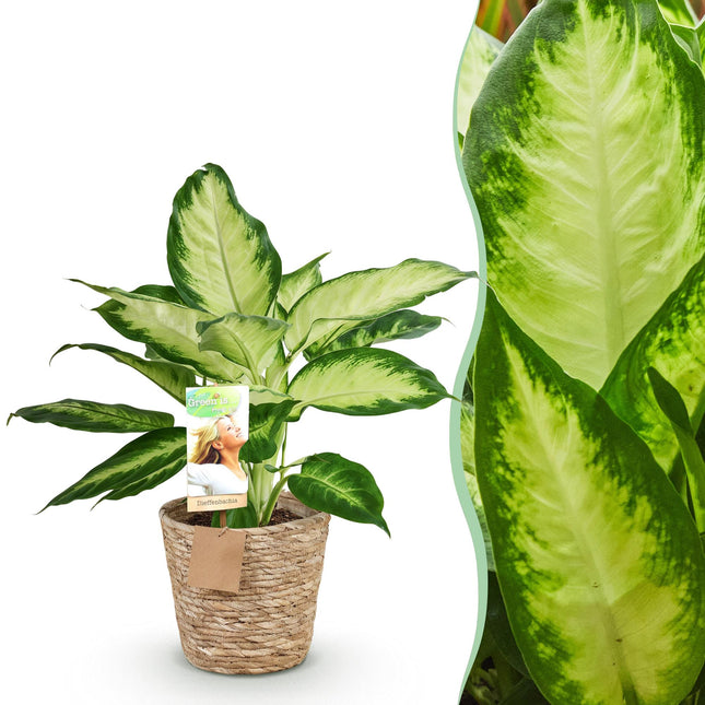 Dieffenbachia Camilla – 45-50cm – 17cm inkl. Naturkorb – Pflegeleichte bunte Zimmerpflanze – Grün – creme gemustertes Blattwerk
