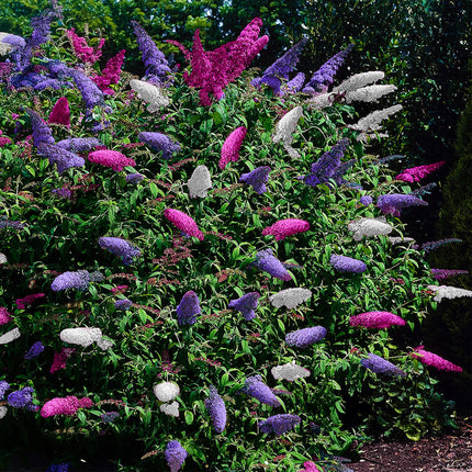 Schmetterlingsstrauch Buddleja davidii Tricolour – Blüten Rosa, Weiß & Lila – Bienen – & Schmetterlingsfreundlich – 17cm x H30cm – pflegeleicht