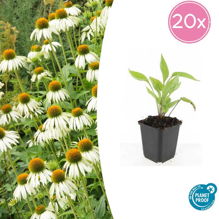 Scheinsonnenhut – Echinacea purpurea 'White Swan' – ↑10-25cm – Ø9cm – 20 Pflanzen – Weiße Sonnenhut, Schmetterlingsfreundlich, pflegeleicht, Blüten Sommer bis Herbst