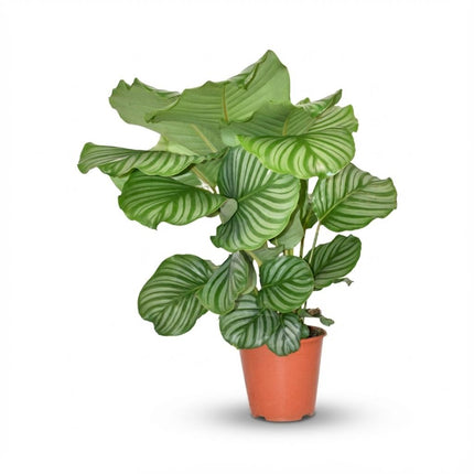 Korbmarante Calathea Orbifolia – Ø17cm – Höhe 40-50cm – Große silbrig gestreifte Blätter – Dekorative Zimmerpflanze für Wohnraum Büro & Schlafzimmer