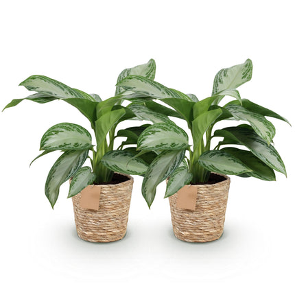 Aglaonema Silver Bay – Zwei pflegeleichte Silberblatt – Zimmerpflanzen im dekorativen Korb – 17cm – Höhe 70-75cm – Silber