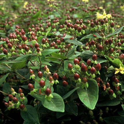 Duftloses Johanniskraut Hypericum inodorum – ↕10-25cm – Ø9cm – 12 Pflanzen – Gelb blühender Zierstrauch, Winterhart & Pflegeleicht