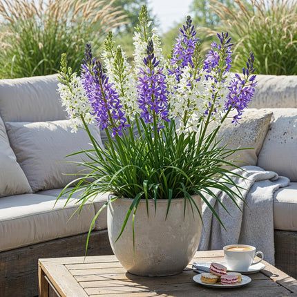 Blumenzwiebeln Camassia Leichtlinii Mix – 5 Stück – Lila & weiße Sternhyazinthen – Für Beet, Balkon & Terrasse – Pflegeleicht