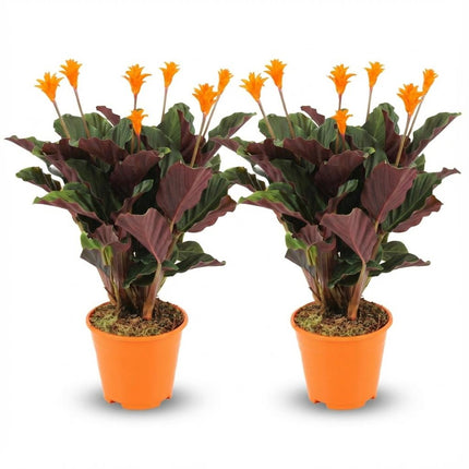 Korbmarante Calathea Crocata – 2 Pflanzen – Ø14cm – Höhe 40-45cm – Orange blühende Zimmerpflanze – Exotische Blüten – Luftfeuchteliebend