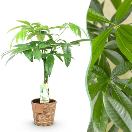 Pachira Aquatica – 60-70cm – 17cm inkl. Naturkorb – Pflegeleichter Geldbaum mit geflochtenem Stamm