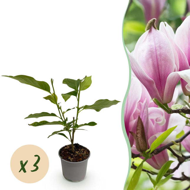 Magnolia George Henry Kern – 3 Pflanzen – 12cm – Höhe ca. 30cm – Laubabwerfende Magnolie mit cremeweiß