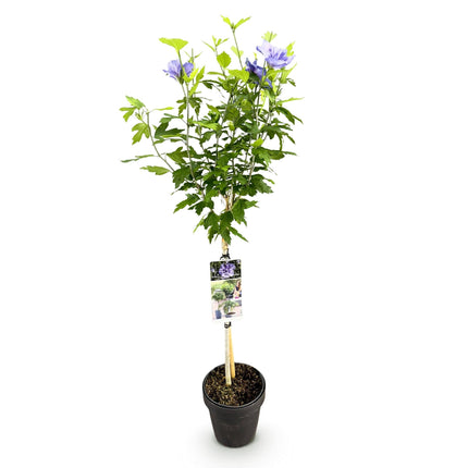 Hibiscus syriacus Blue Chiffon – Pflegeleichte Stamm-Pflanze mit großen blauen Blüten – Laubabwerfend – Ø19 cm – Höhe ca. 90 cm – Ideal für Terrasse & Balkon