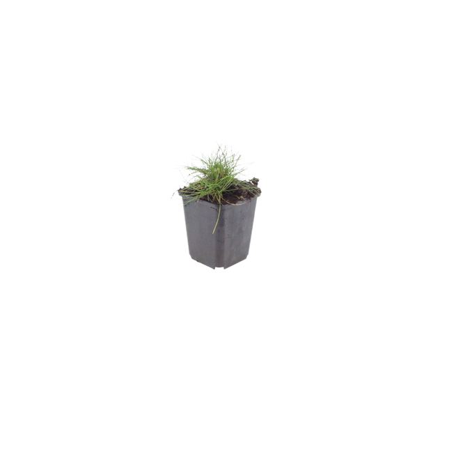 Festuca gautieri Zierschwingel – 48 Pflanzen – Ø9cm – Höhe 10-25cm – Immergrünes Ziergras – Pflegeleicht & Trockenheitsverträglich
