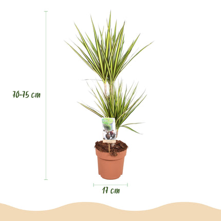 Dracaena Sunray – Drachenblutbaum – 17cm – Höhe 70-75cm – Pflegeleichte Zimmerpflanze in Grün und Gelb für moderne Wohn – und Arbeitsräume