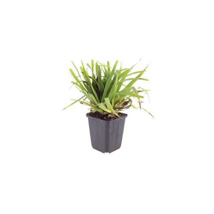 Luzula sylvatica Wald-Hainsimse – 48 Pflanzen Ø9cm – Höhe10-25cm – Immergrüner Bodendecker für Schatten & Unterpflanzung – Winterhart pflegeleicht – Flächenbepflanzung