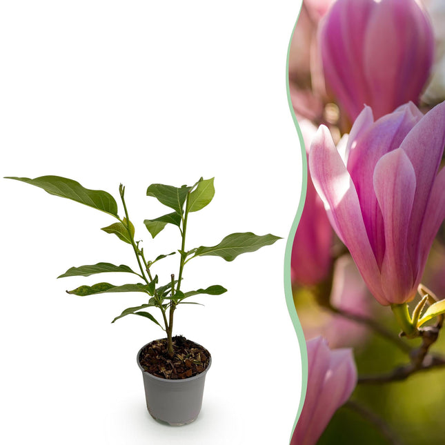 Magnolia Heaven Scent – 12cm – Höhe ca. 30cm – Laubabwerfende Magnolie mit zart duftenden cremeweißen Frühlingsblüten