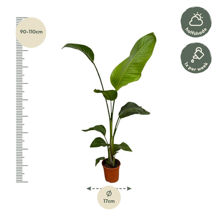 Weißer Paradiesvogel – Strelitzia Nicolai – Zimmerpflanze – Ø17cm – ca. 100 cm hoch – Exotisches Grün für Innenräume - 2 Pflanzen