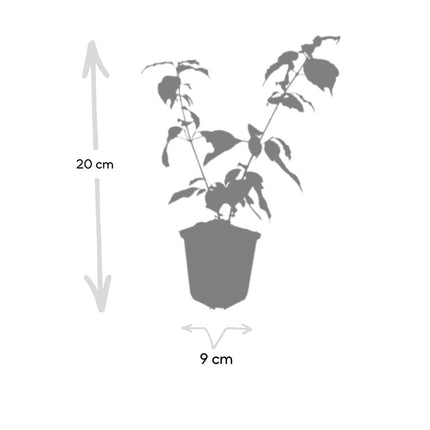 Cornus sanguinea 'Anny's Winter Orange' – 48 Pflanzen – ↕10-25cm – Ø9cm – Winterharte Ziersträucher – Leuchtend Orangefarbene Zweige