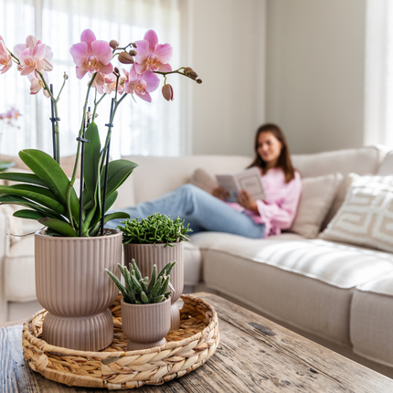 Kombi-Angebot 2x Phalaenopsis Treviso – Altrosa Orchideen – Ø12cm – 2-3 Blütentriebe – Edle Zimmerpflanzen mit seltener Blütenfarbe – Frisch vom Züchter