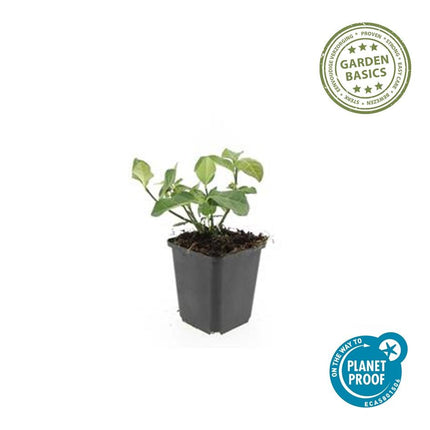 Spindelstrauch – Euonymus fortunei 'Dart's Blanket' – ↕10-25 cm – Ø9 cm – 60 Pflanzen – Zweifarbig & winterhart – Pflegeleichter Bodendecker – Sonne & Schatten