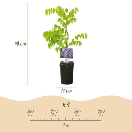 Blauregen Wisteria floribunda Prolific – Kletterpflanze – Blüte Blau – Duftend – Schnellwachsend – 11cm Höhe 40cm – Für Pergolen & Zäune